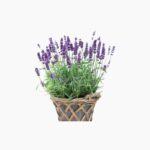 Benih-Bunga-Lavender-Mustead-cover-min