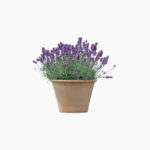 Benih-Bunga-Lavender-Mustead-cover-min