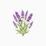 Benih-Bunga-Lavender-Mustead-cover-min