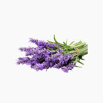 Benih-Bunga-Lavender-Mustead-cover-min
