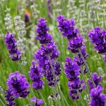 Benih-Bunga-Lavender-Mustead-cover-min