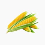 Benih Jagung Manis cover