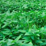 Benih Kangkung cover