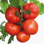 Benih-Tomat-Beefsteak-Rainbow-Haira-Seed