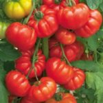 Benih-Tomat-Beefsteak-Rainbow-Haira-Seed