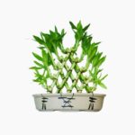 Tanaman Hias Bambu Hoki Cina4