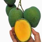bibit mangga madu cover utama