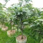 bibit mangga madu cover utama