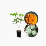 Bibit Mangga Madu Berkwalitas unggul Hasil Okulasi Cepat Berbuah